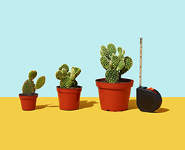 3 succulents with a measuring tape.